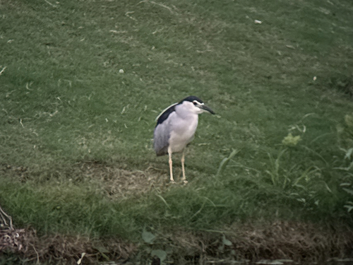 Black-crowned Night Heron