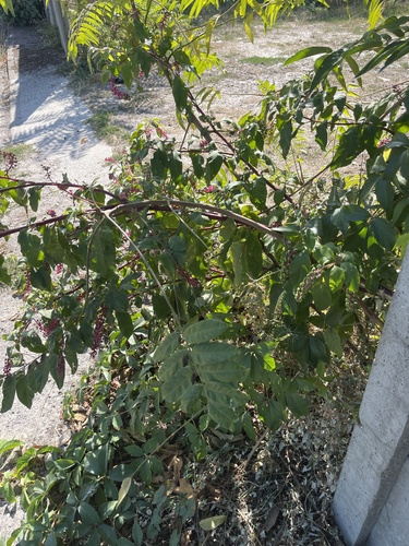 American pokeweed