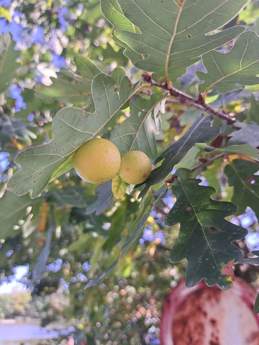 Cherry Gall Wasp
