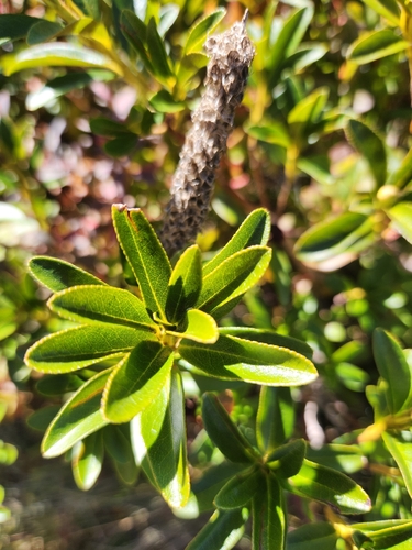 Rusty-leaved Alpenrose