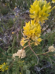 Astragalus alopecuroides alopecuroides