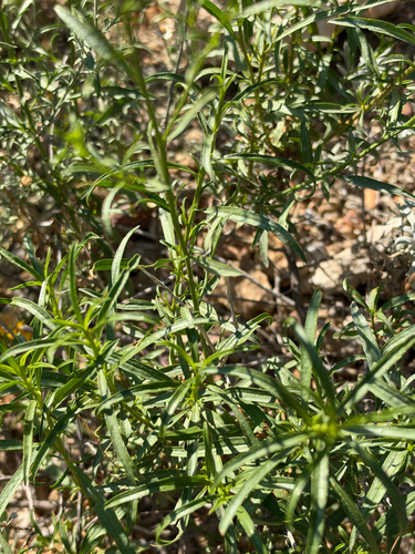 Gymnosperma glutinosum, photograph 1