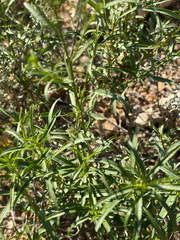 Gymnosperma glutinosum, photograph (c) IDClaire, some rights reserved (CC BY)
