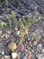 Agathosma cerefolium