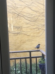 Turdus merula