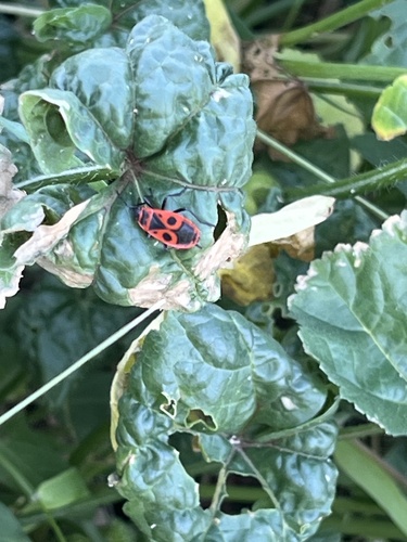 European Firebug