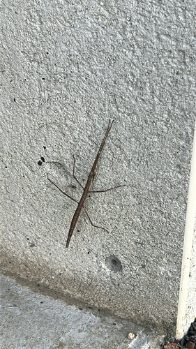 French stick insect