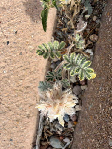 Downy Prairie Clover