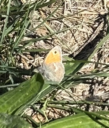 Small Heath