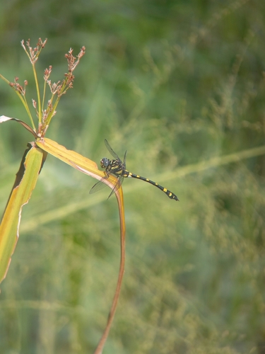 Indian Common Clubtail