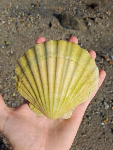 Great Scallop