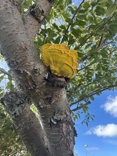 chicken of the woods