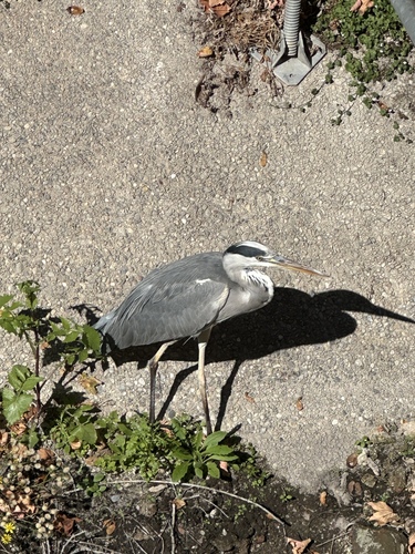 Grey Heron