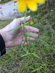 Helianthus porteri, photograph author not stated, no rights reserved