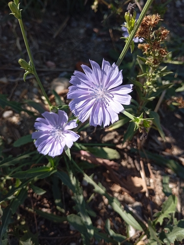 chicory