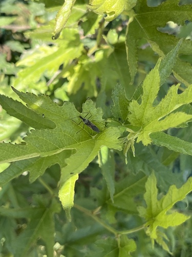 Leafhopper Assassin Bug