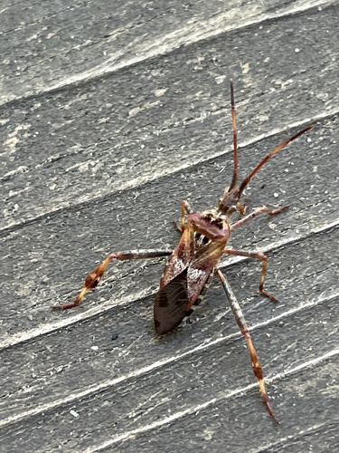 Western Conifer Seed Bug