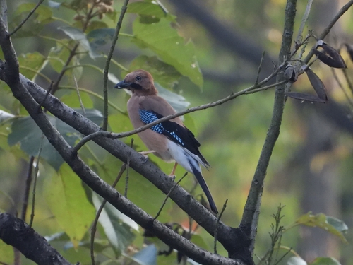 Eurasian Jay