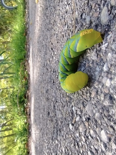 Death's Head Hawkmoth