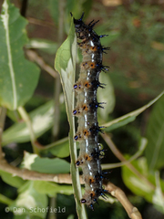 Doleschallia polibete