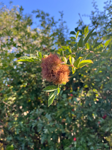 Mossy Rose Gall Wasp