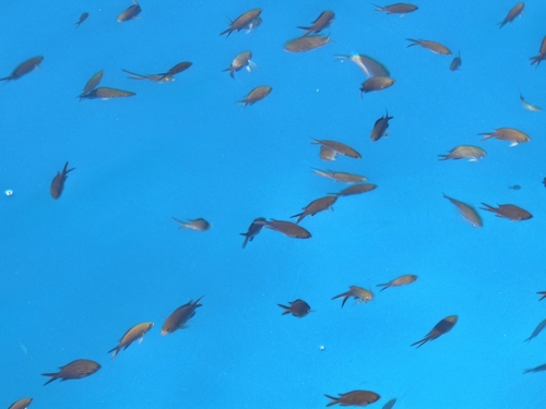 Mediterranean Damselfish