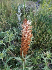 Orobanche amethystea amethystea