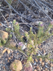 Agathosma cerefolium