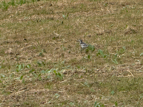 White Wagtail