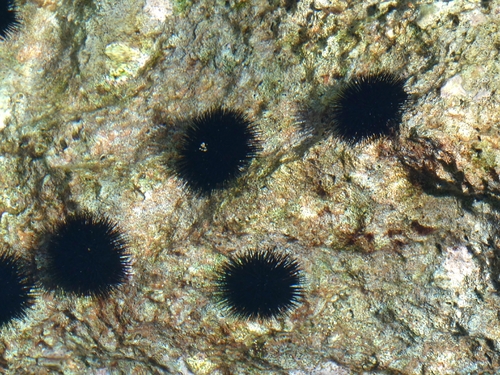 Black sea urchin