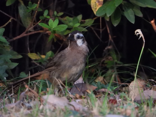 White-browed Laughingthrush