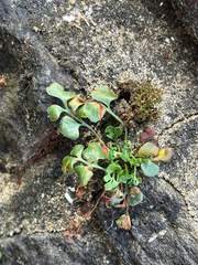 Asplenium ruta-muraria, photograph (c) Jose Gutierrez Higa, some rights reserved (CC BY)