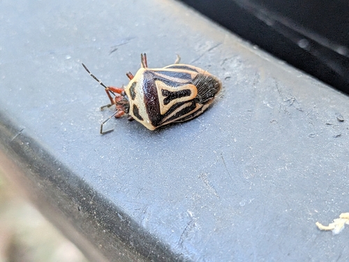 Two-spotted Stink Bug