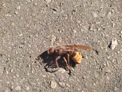 European Hornet