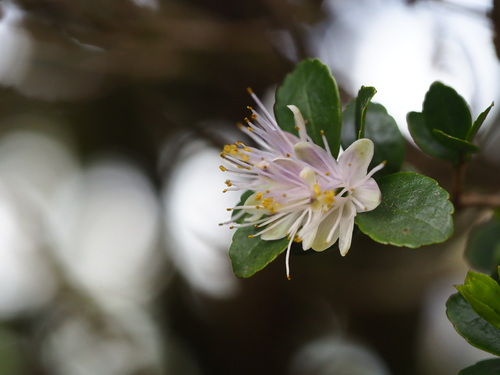 Symplocos anomala (Symplocos anomala)