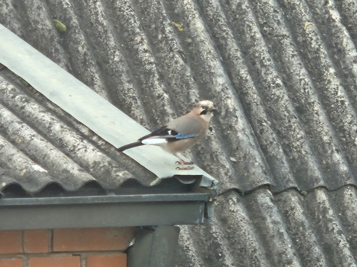 Eurasian Jay
