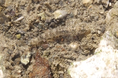 Favonigobius exquisitus