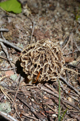 Morchella americana