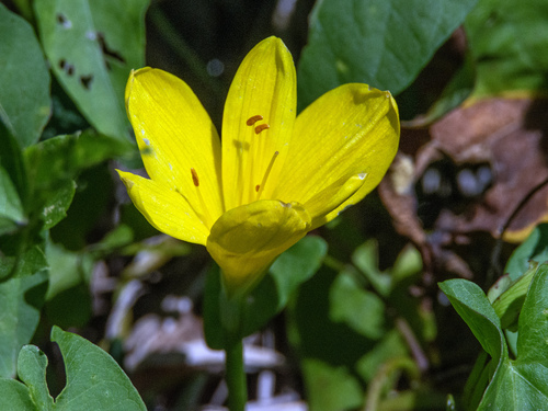 Winter Daffodil