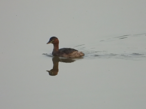 Little Grebe