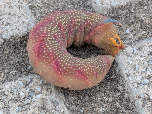 Lime Hawkmoth
