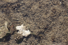 Favonigobius exquisitus