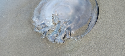 Barrel Jelly