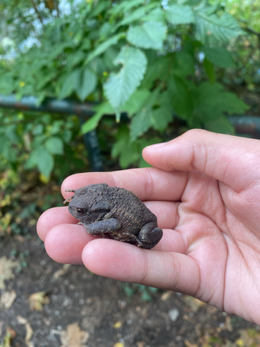 European Toad