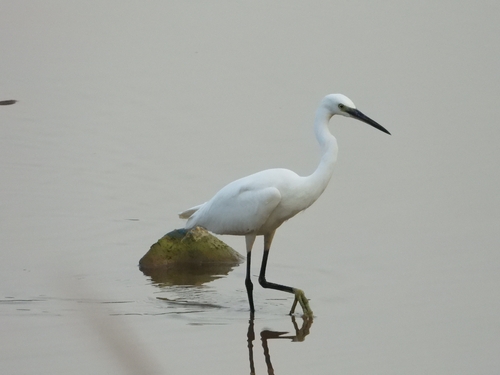 Little Egret