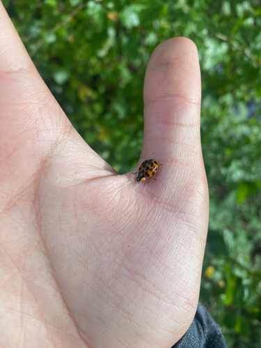Asian Lady Beetle