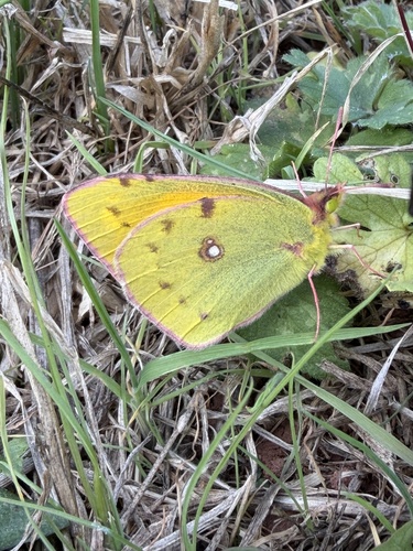 Clouded Yellow