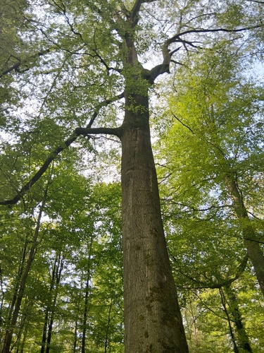 European beech