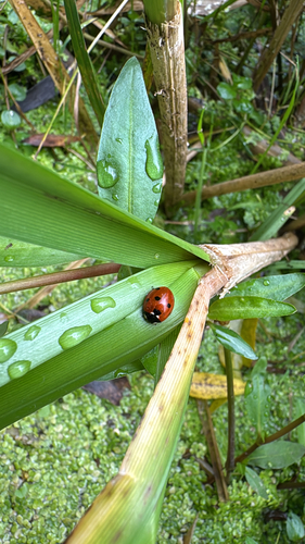 Seven-spotted Lady Beetle