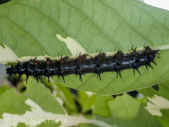 Doleschallia polibete